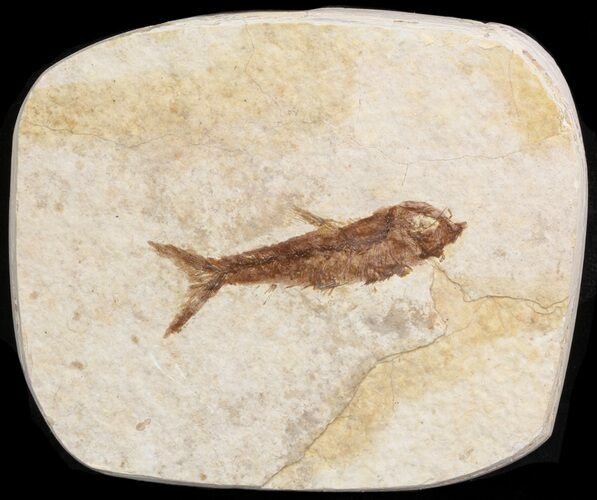 Small Knightia Fossil Fish - Wyoming #41039